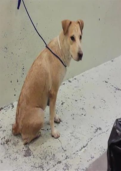 An adult large-sized female Labrador Retriever dog named Bea for adoption in Houston, TX
