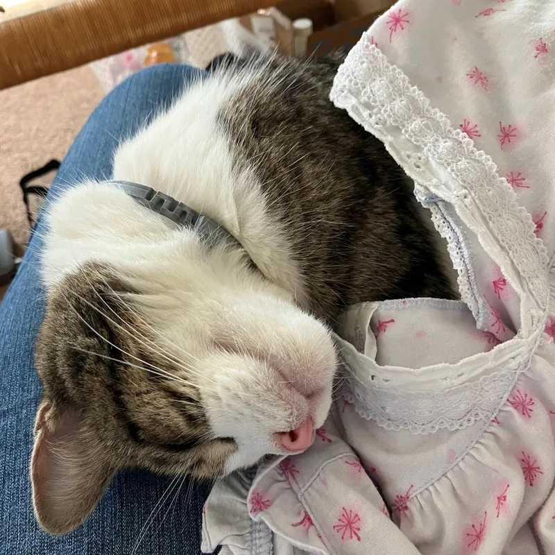 A senior medium-sized male Brown / Chocolate Domestic Short Hair cat named Mack for adoption in Newark, NJ