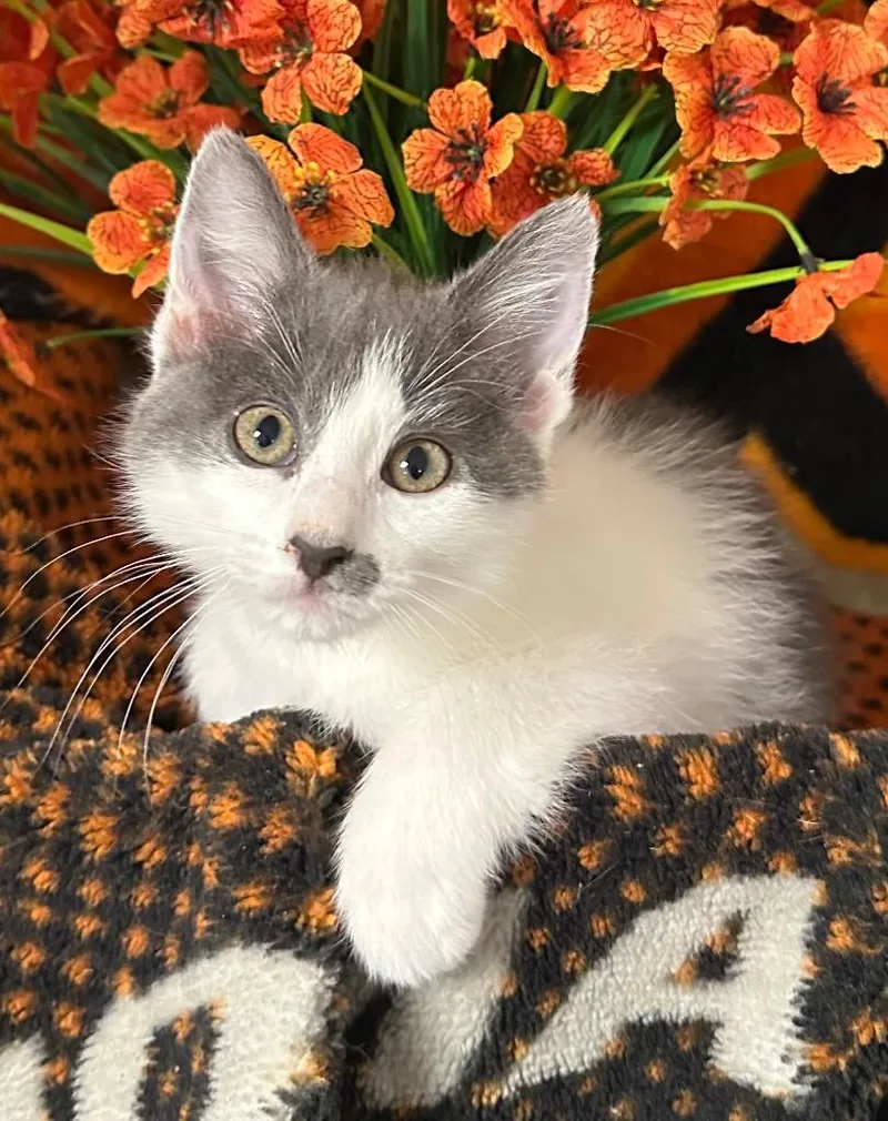 A baby small-sized female Domestic Short Hair cat named Beth for adoption in Stillwater, OK