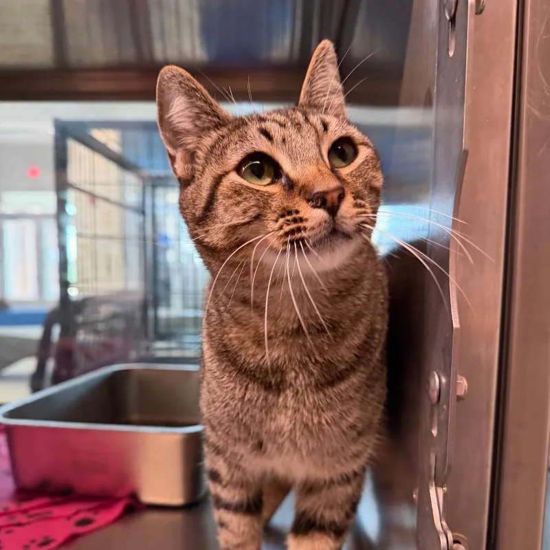 An adult small-sized male Brown / Chocolate Domestic Short Hair cat named Chico for adoption in Midland, TX