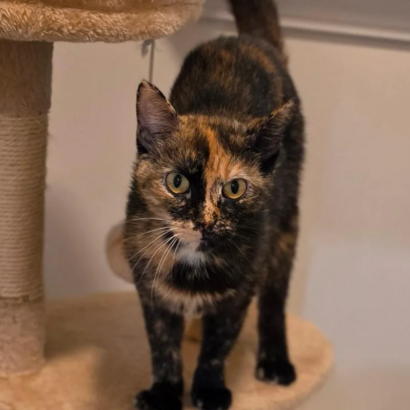 An adult medium-sized female Tortoiseshell Domestic Short Hair cat named Lorraine for adoption in Muncie, IN