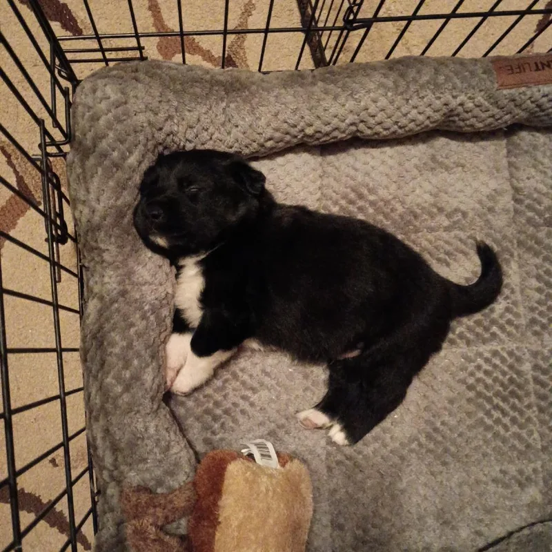 A baby small-sized male Black German Shepherd Dog dog named Dutch D for adoption in Princeton, MN