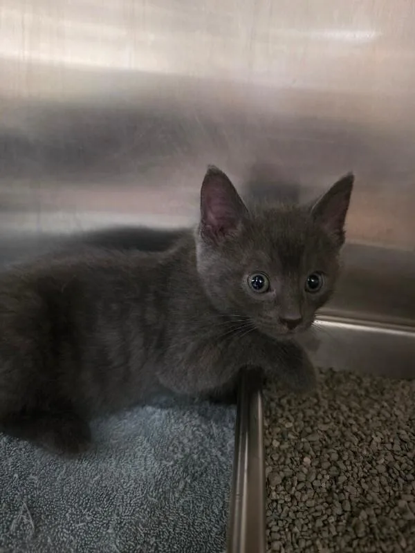 A young medium-sized male Domestic Short Hair cat named Peanut for adoption in Bluffton, IN
