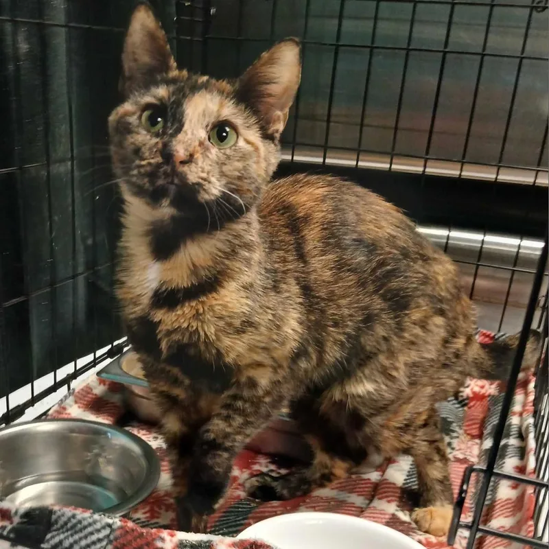 An adult medium-sized female Tortoiseshell Domestic Short Hair cat named Emerald for adoption in Davenport, IA