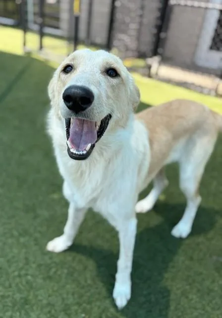 A young large-sized male Mixed Breed dog named Uno for adoption in Dallas, TX