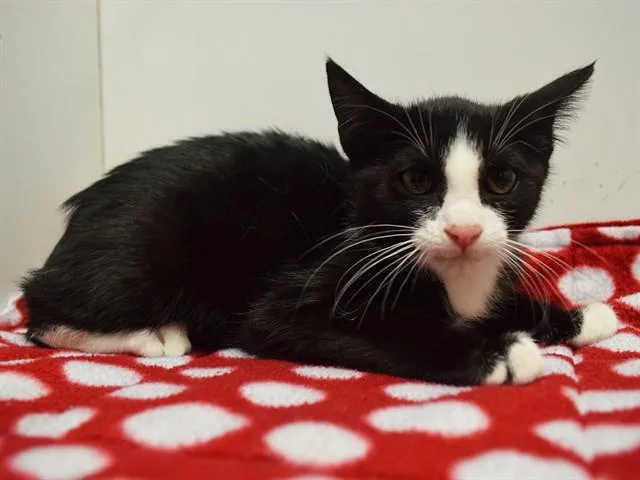 A baby small-sized female Domestic Short Hair cat named Kathy for adoption in Sacramento, CA