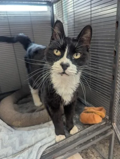 A senior small-sized male Domestic Short Hair cat named Batman for adoption in Pendleton, OR