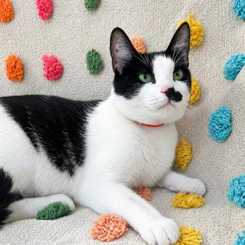 A young medium-sized female White Domestic Short Hair cat named Samantha for adoption in Buffalo, MN