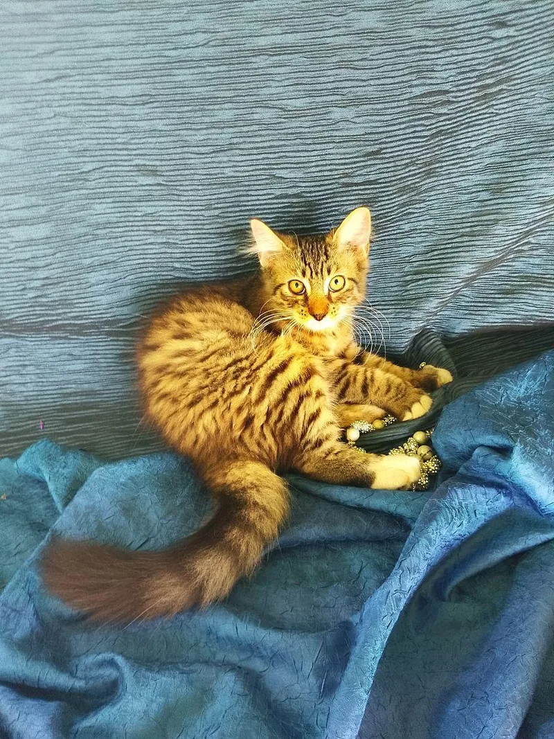 Sparkie