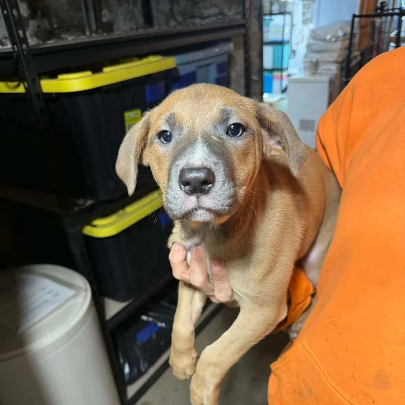 A baby medium-sized female Yellow / Tan / Blond / Fawn Mixed Breed dog named Rachel for adoption in DeKalb, IL