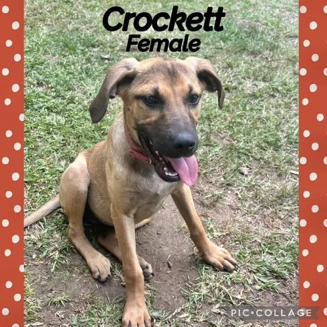 A baby medium-sized female Labrador Retriever dog named Crockett for adoption in Manchester, CT