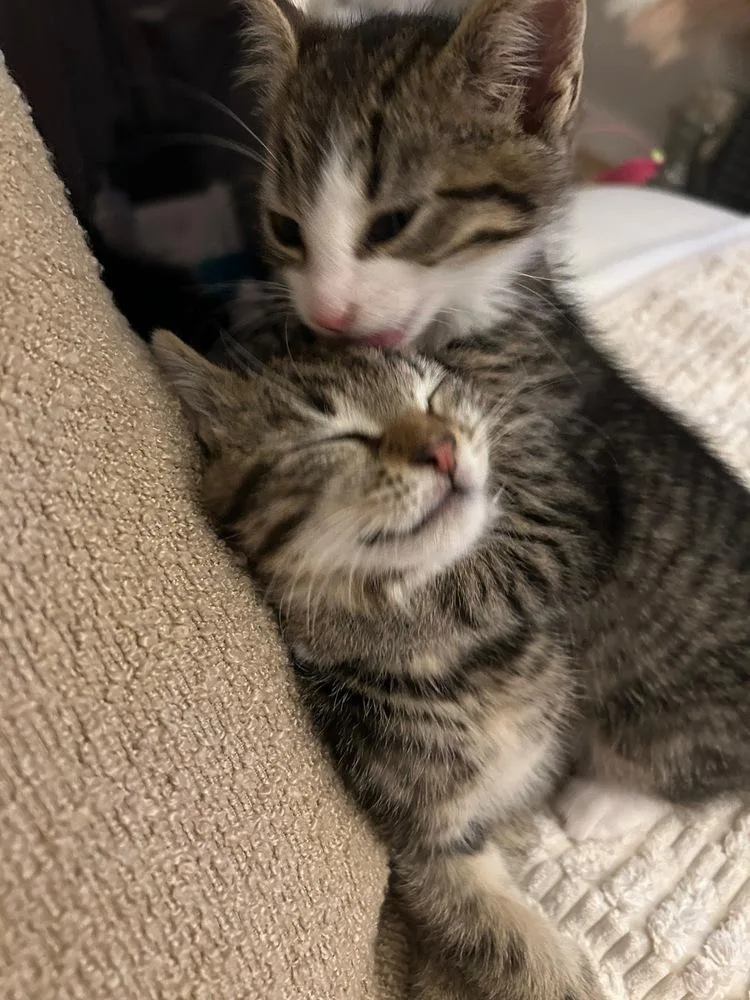 Leo & Theo thumbnail 2