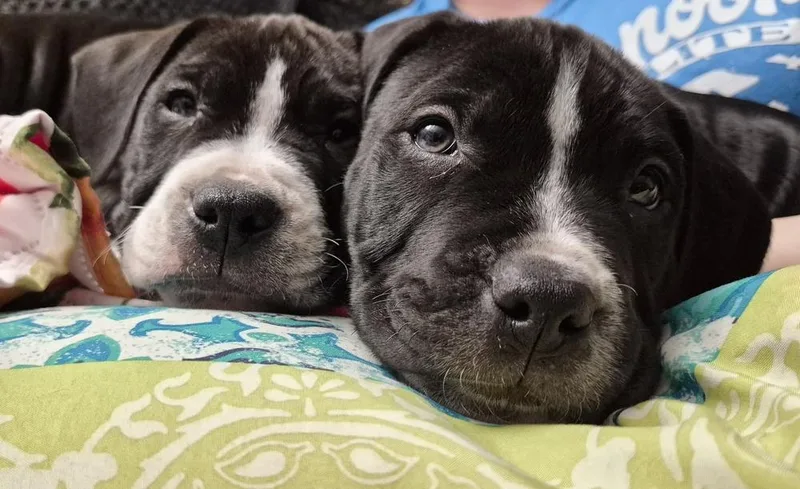A baby medium-sized male Tricolor (Brown, Black, & White) Bullmastiff dog named Theodore for adoption in Lincoln Park, MI