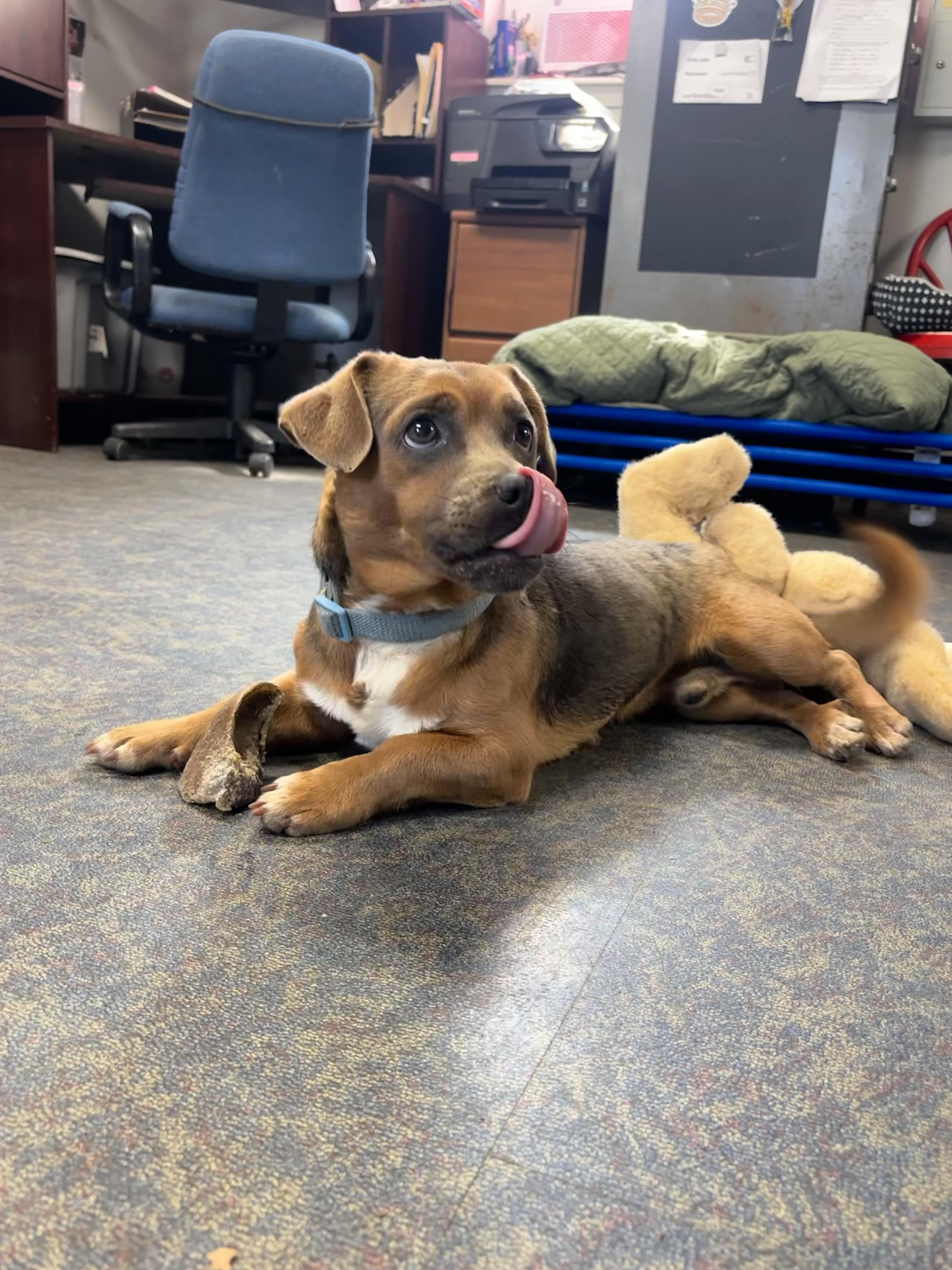 An adult small-sized male Brown / Chocolate Chiweenie dog named Scrappy for adoption in Blytheville, AR
