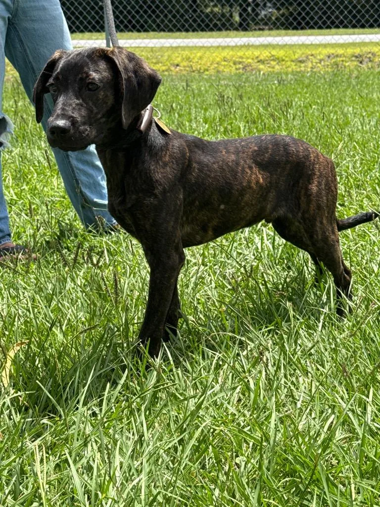 A baby medium-sized male Mixed Breed dog named Mash for adoption in Kingsland, GA