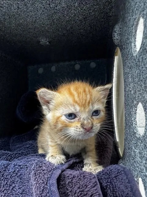 A baby small-sized female Domestic Short Hair cat named Crystal for adoption in Naples, FL