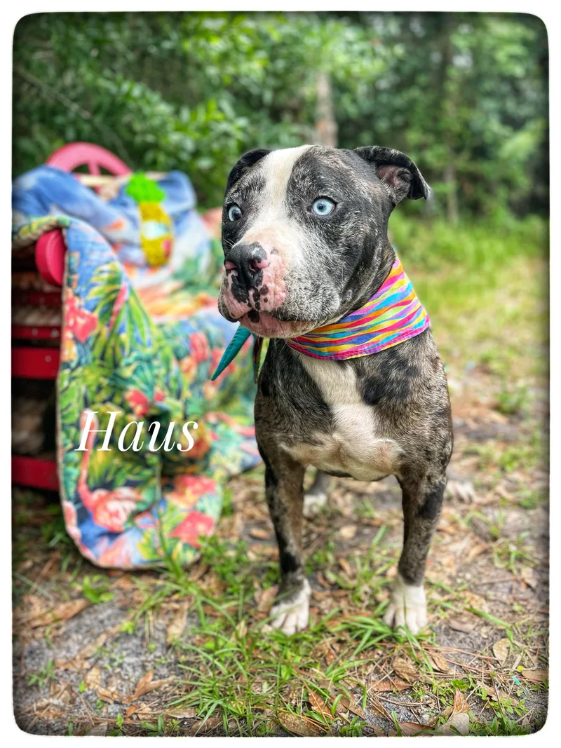 Haus