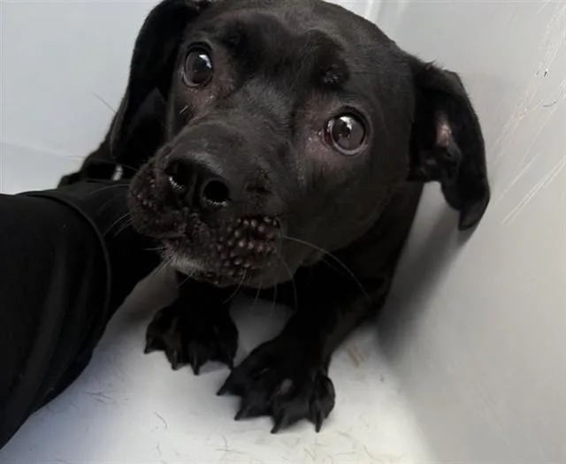 An adult small-sized female Labrador Retriever dog named A for adoption in Houston, TX
