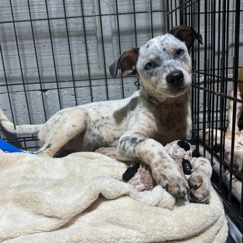 A baby medium-sized male Tricolor (Brown, Black, & White) Australian Cattle Dog / Blue Heeler dog named Hank for adoption in Randolph, NJ