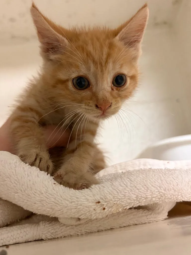 A baby medium-sized male Domestic Short Hair cat named Rooter for adoption in Ada, OK