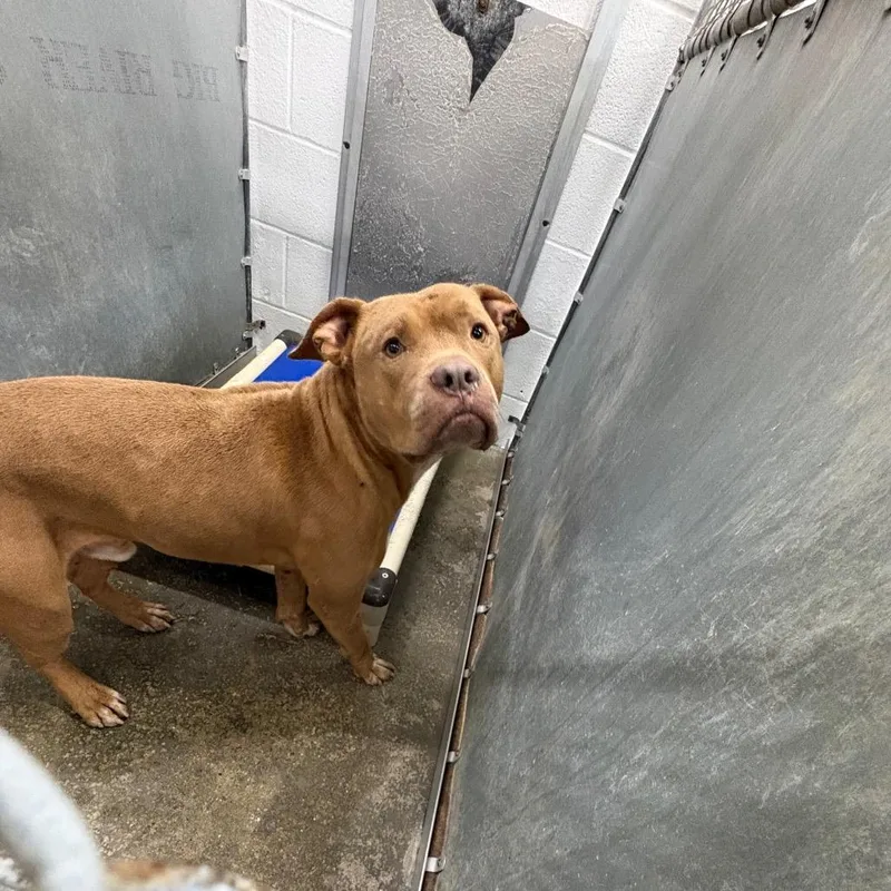 An adult medium-sized male Brown / Chocolate Mixed Breed dog named Floyd for adoption in Columbiana, AL