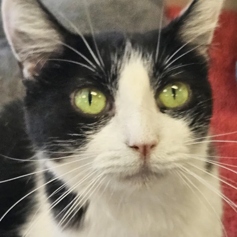 An adult medium-sized female Black & White / Tuxedo Domestic Short Hair cat named Miso for adoption in Orange, CA