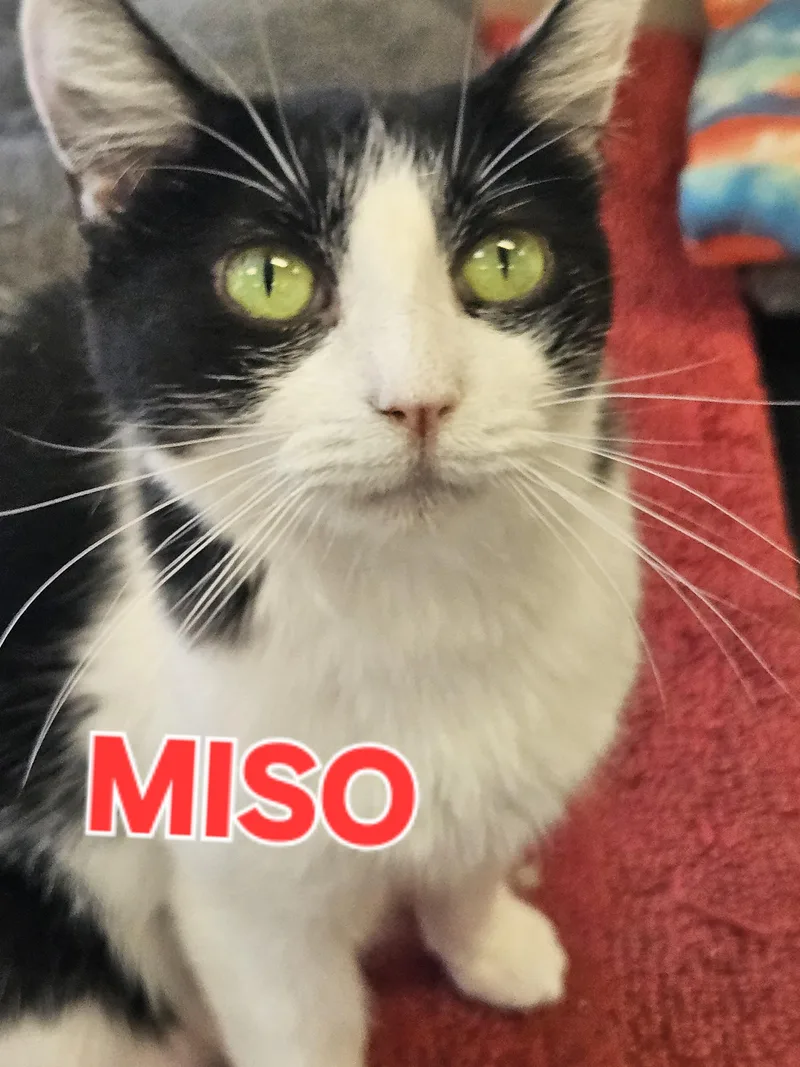 Miso thumbnail 4