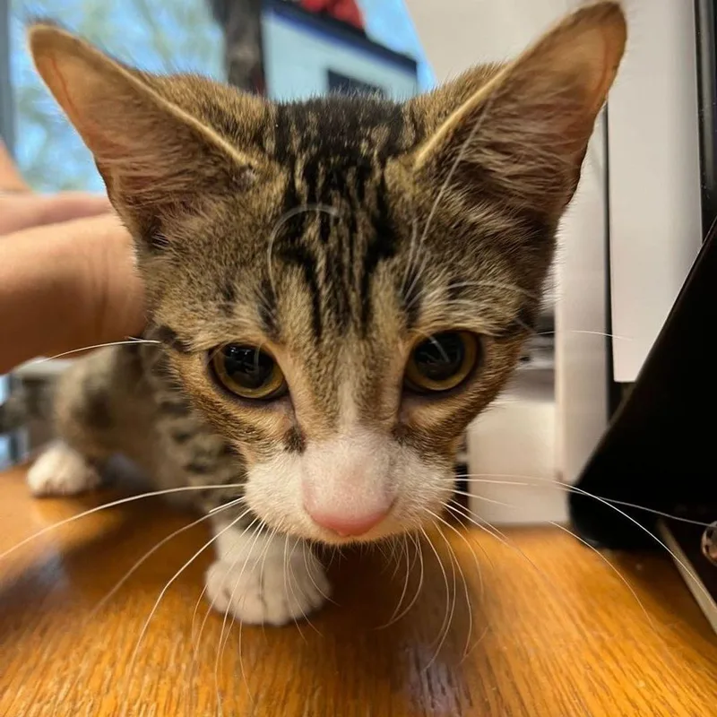A young small-sized male Tabby (Orange / Red) Domestic Short Hair cat named Taffy for adoption in Kingman, AZ