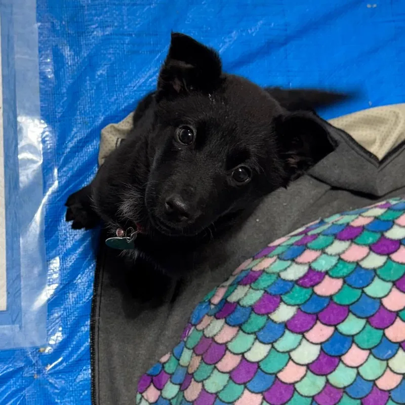 Grasshopper thumbnail 2