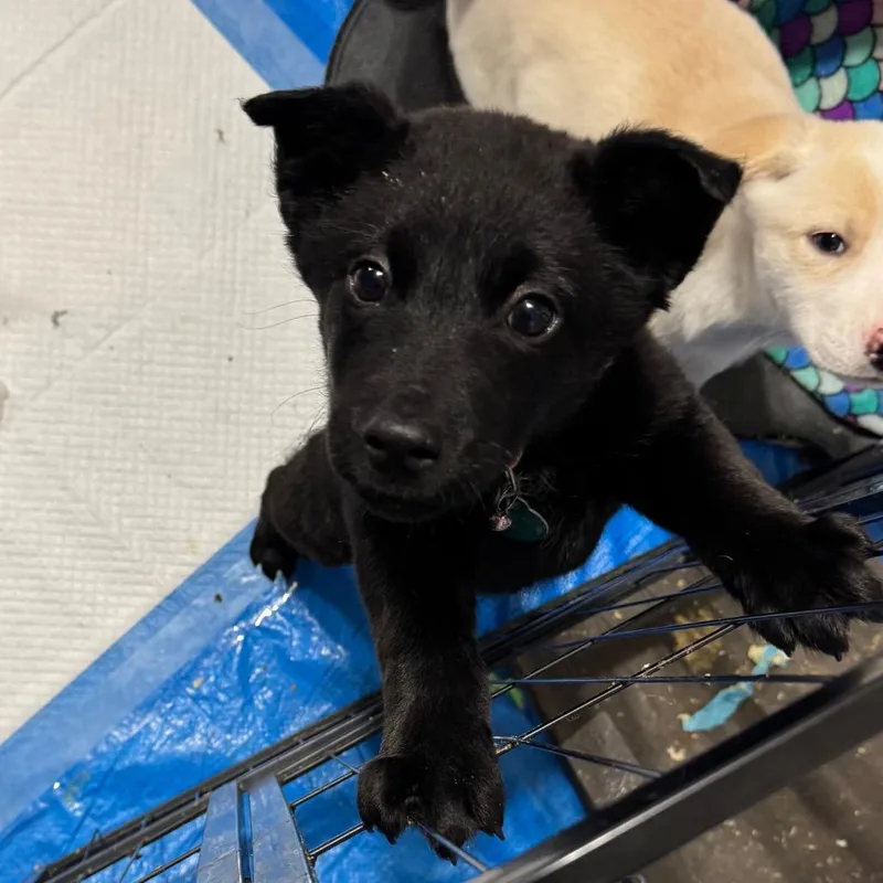 Grasshopper thumbnail 3