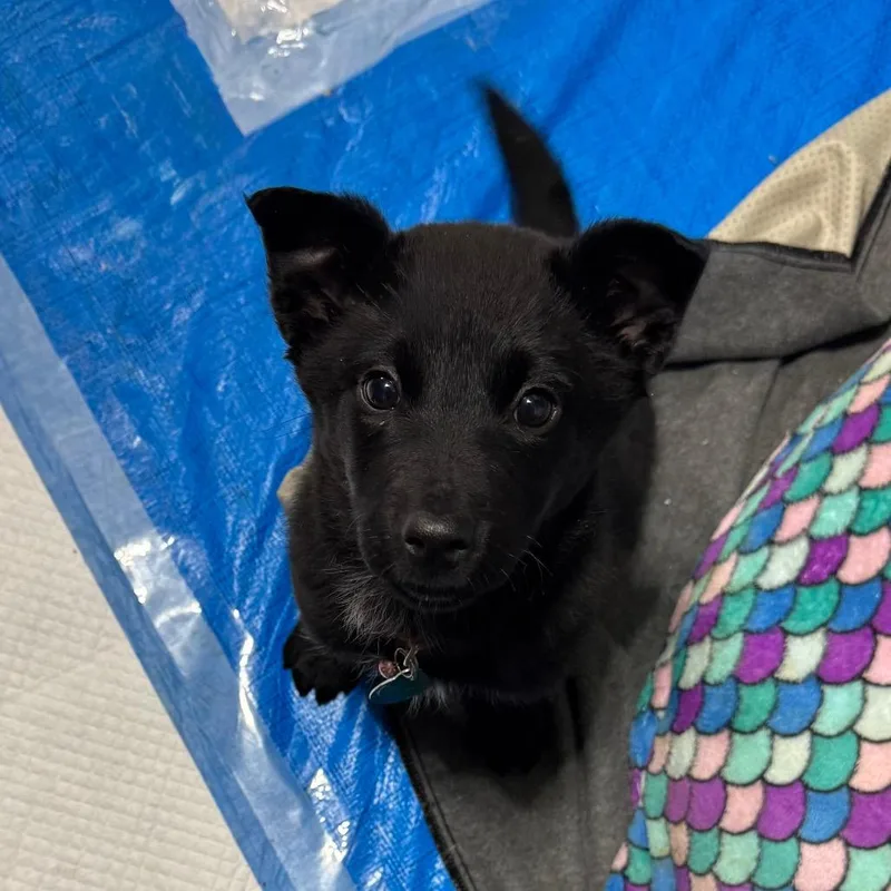 Grasshopper thumbnail 4