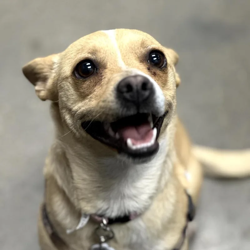 Cheekies thumbnail 2