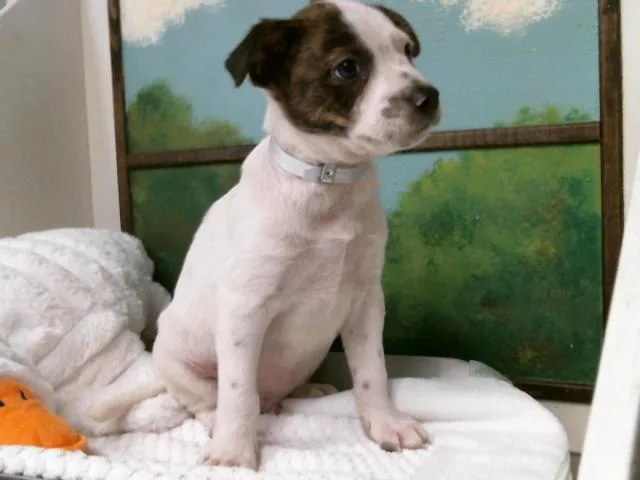 A baby small-sized male Staffordshire Bull Terrier dog named Alfalfa for adoption in Houston, TX