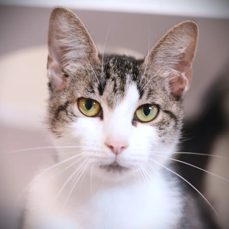 An adult medium-sized female Tabby (Tiger Striped) Domestic Short Hair cat named Missy for adoption in Amsterdam, NY