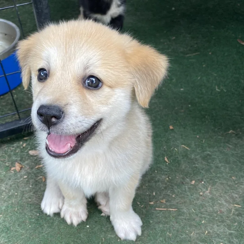 A baby medium-sized male Australian Shepherd dog named Nimbus for adoption in Escondido, CA