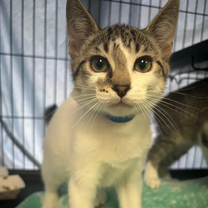 A baby small-sized male White Domestic Short Hair cat named Meatball for adoption in Lakeland, FL