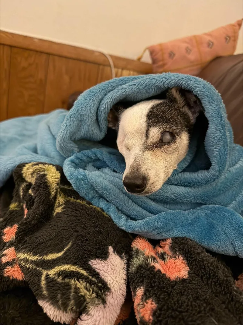 A senior small-sized male White / Cream Chihuahua dog named Captain Jack Sparrow for adoption in Whitewater, WI