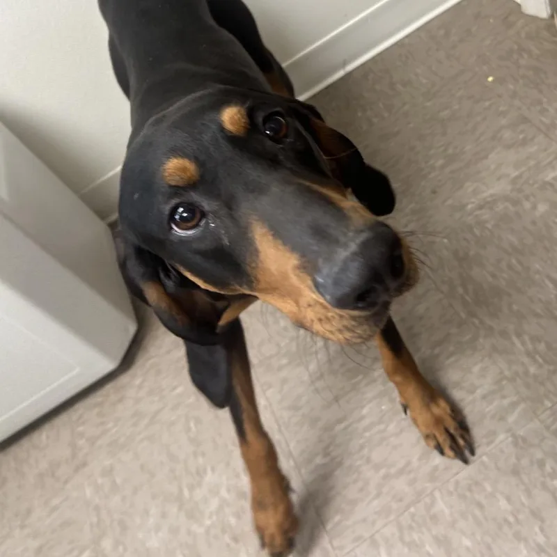 A young medium-sized female Black Black and Tan Coonhound dog named Pippy for adoption in Parrish, AL