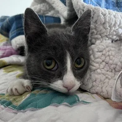 A young small-sized female Gray / Blue / Silver Domestic Short Hair cat named Morgan Mckenzie for adoption in Merrifield, VA