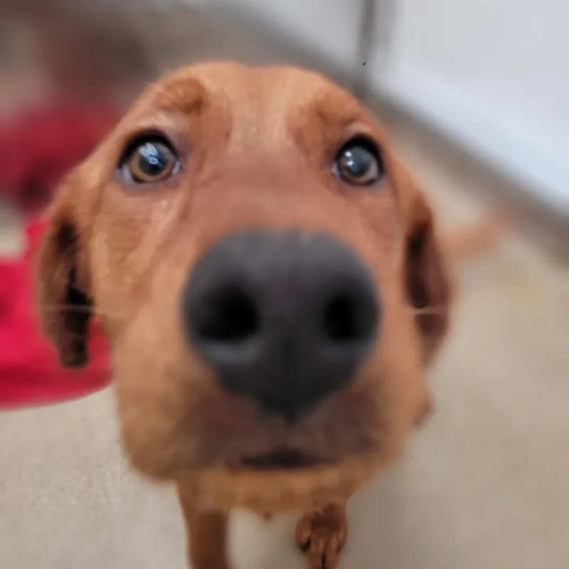 A young medium-sized female Red / Chestnut / Orange Labrador Retriever dog named Brenda for adoption in New Fairfield, CT