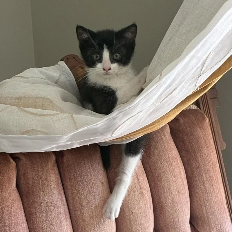 A baby medium-sized female Black & White / Tuxedo American Shorthair cat named Colleen for adoption in Beloit, OH
