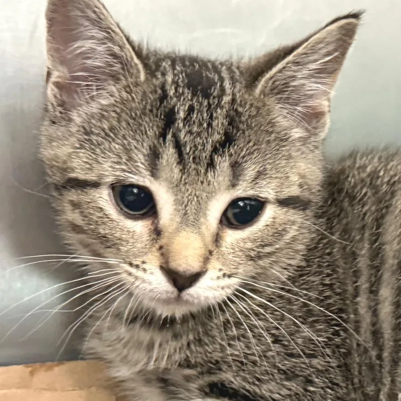 A baby small-sized male Brown / Chocolate Domestic Short Hair cat named Smokey for adoption in Marshall, VA