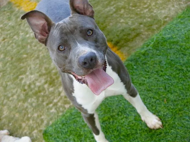 An adult medium-sized female American Staffordshire Terrier dog named Sandra for adoption in Tallahassee, FL