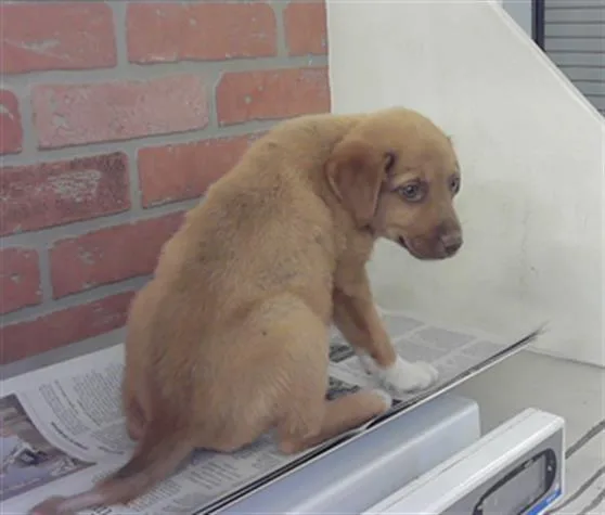 A baby small-sized male Labrador Retriever dog named Dillon for adoption in Houston, TX