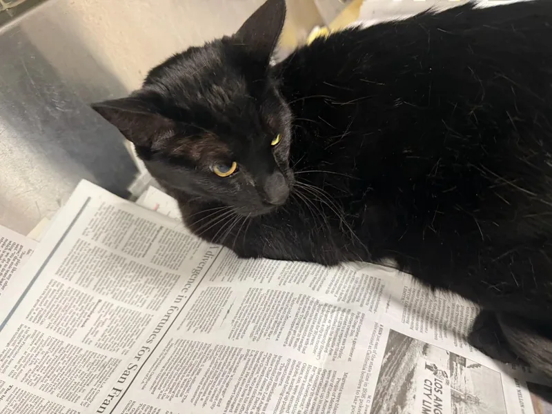 An adult large-sized male Domestic Short Hair cat named Snoops for adoption in Van Nuys, CA