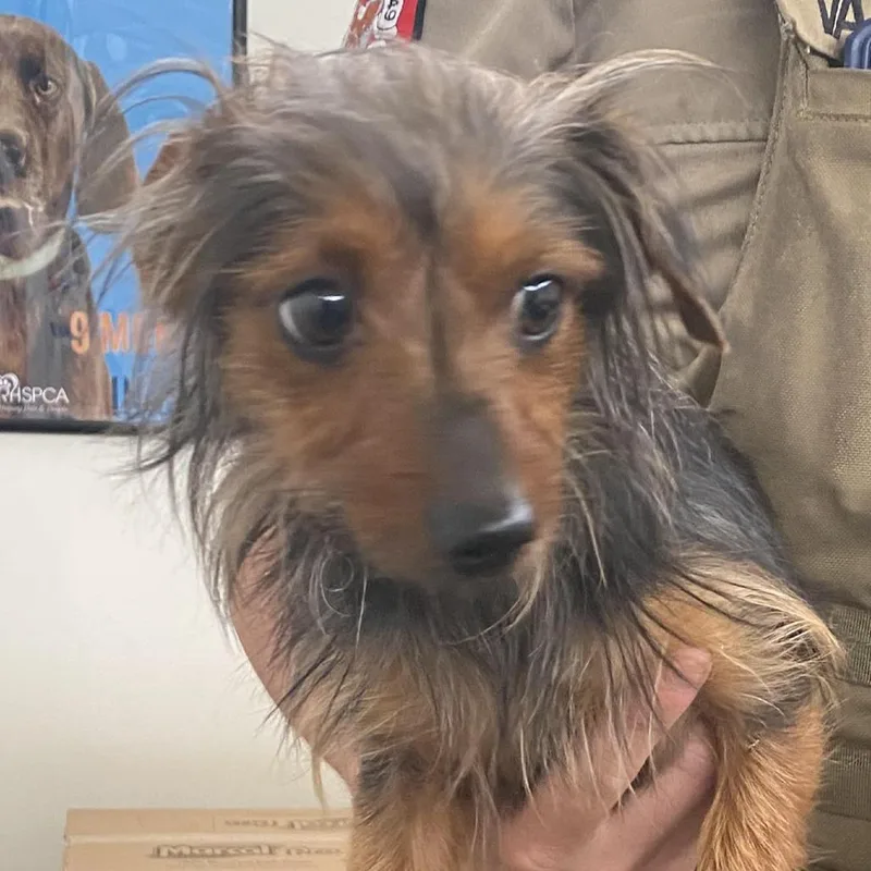 An adult small-sized male Brindle Mixed Breed dog named 71245 for adoption in Harrisonburg, VA