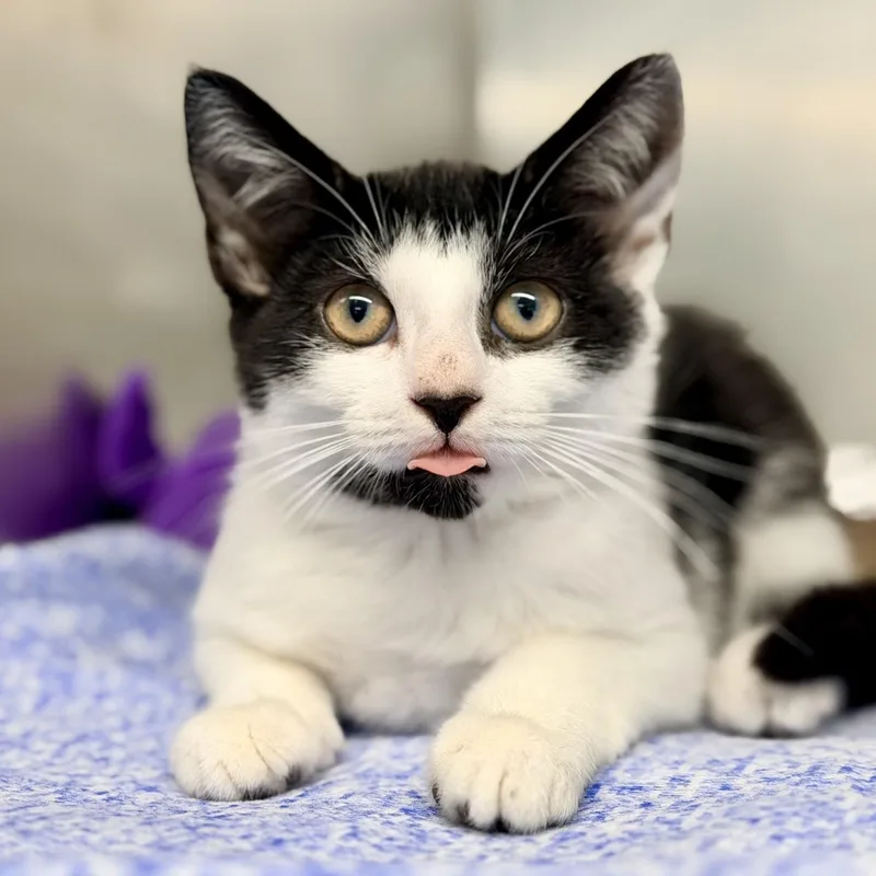 A baby medium-sized female Black & White / Tuxedo Domestic Short Hair cat named Charmy for adoption in Jackson, NJ