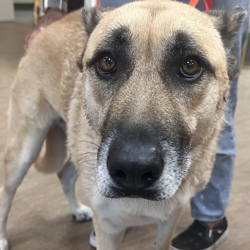 An adult medium-sized female Yellow / Tan / Blond / Fawn German Shepherd Dog dog named WAGSStray for adoption in Westminster, CA