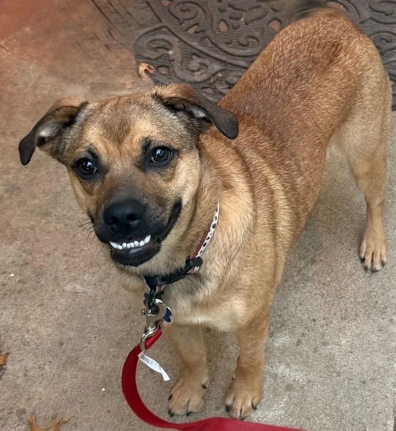 An adult medium-sized female Yellow / Tan / Blond / Fawn German Shepherd Dog named Sentivo for adoption in Shingle Springs, CA
