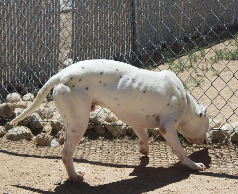 A young large-sized male White / Cream Pit Bull Terrier dog named Canelo for adoption in Yucca Valley, CA
